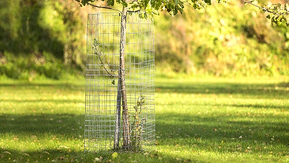 Omenapuun suojaverkkoja